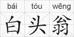 白头翁的拼音