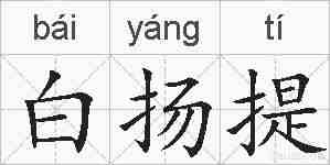 白扬提的拼音