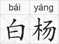 白杨的拼音