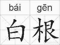 白根的拼音