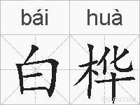 白桦的拼音
