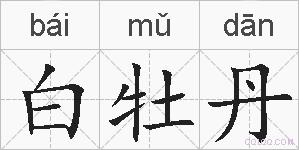 白牡丹的拼音