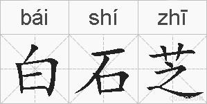 白石芝的拼音