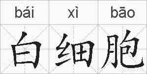 白细胞的拼音