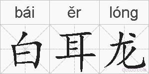白耳龙的拼音