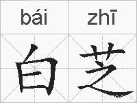 白芝的拼音