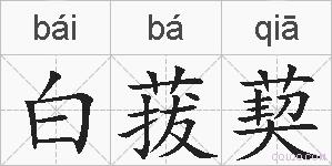 白菝葜的拼音