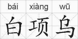 白项乌的拼音