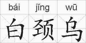 白颈乌的拼音