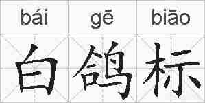 白鸽标的拼音