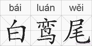 白鸾尾的拼音