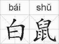 白鼠的拼音