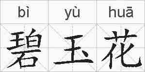 碧玉花的拼音