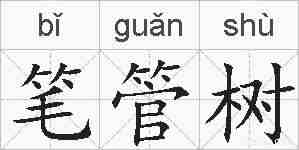 笔管树的拼音