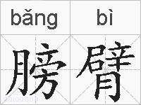 膀臂的拼音