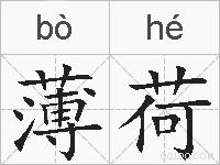 薄荷的拼音