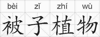 被子植物的拼音