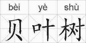 贝叶树的拼音
