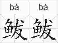 鲅鲅的拼音