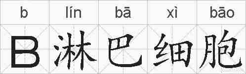 B淋巴细胞的拼音