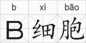 B细胞的拼音