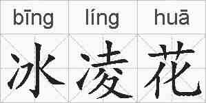 冰凌花的拼音