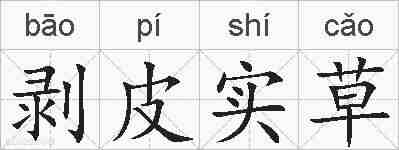 剥皮实草的拼音