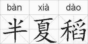 半夏稻的拼音