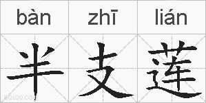 半支莲的拼音
