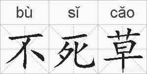 不死草的拼音