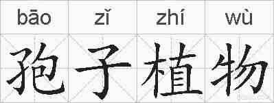 孢子植物的拼音