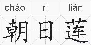 朝日莲的拼音