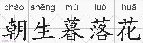 朝生暮落花的拼音