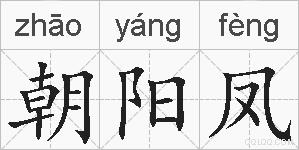 朝阳凤的拼音