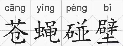 苍蝇碰壁的拼音