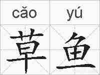 草鱼的拼音