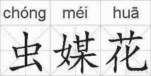 虫媒花的拼音