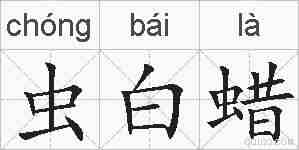虫白蜡的拼音