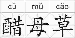 醋母草的拼音