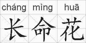 长命花的拼音