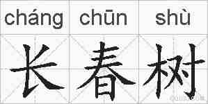长春树的拼音