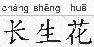 长生花的拼音