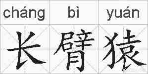 长臂猿的拼音