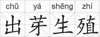 出芽生殖的拼音