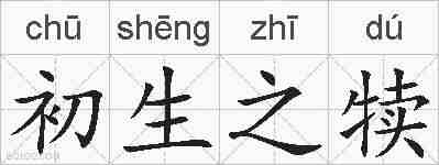 初生之犊的拼音