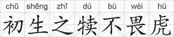 初生之犊不畏虎的拼音