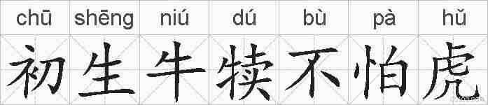 初生牛犊不怕虎的拼音