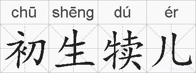 初生犊儿的拼音