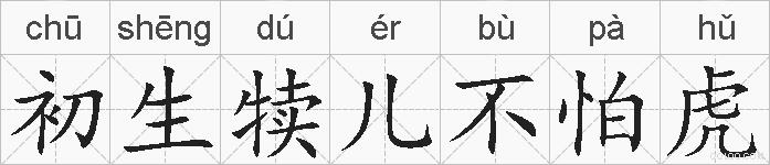 初生犊儿不怕虎的拼音