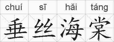 垂丝海棠的拼音